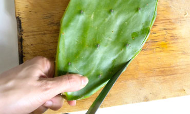 nopal verdura europa