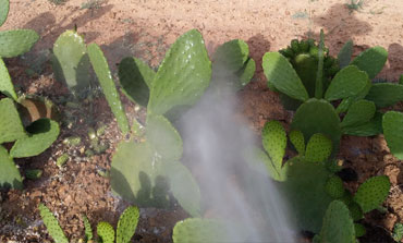 nopal verdura europa