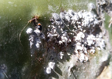 nopal verdura europa