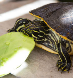 venta de nopal, cactus para reptiles