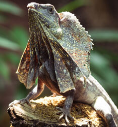 venta de cactus para tortugas, reptiles en europa, españa