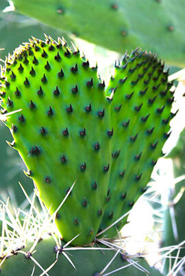 Nopal verdura