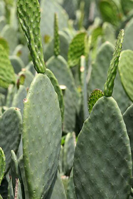 Cactus en terrenos libres de químicos